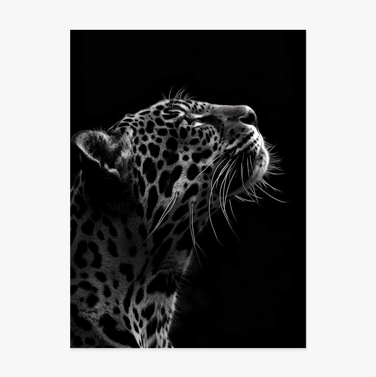 Black and White Jaguar Poster