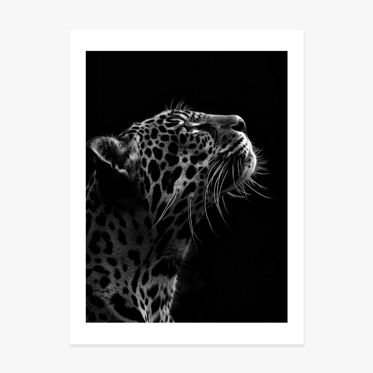 Black and White Jaguar Poster