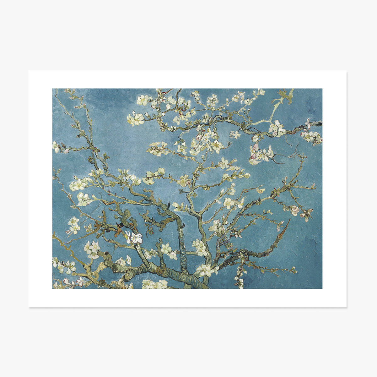 Landscape poster - Vincent Van Gogh - Almond Blossom Branches 1890