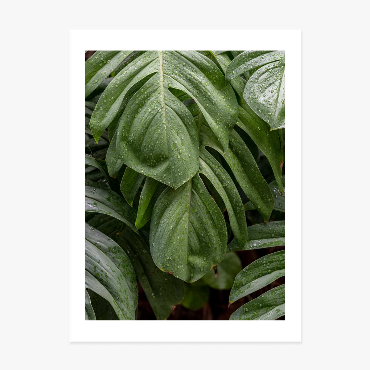 Plakát Monstera