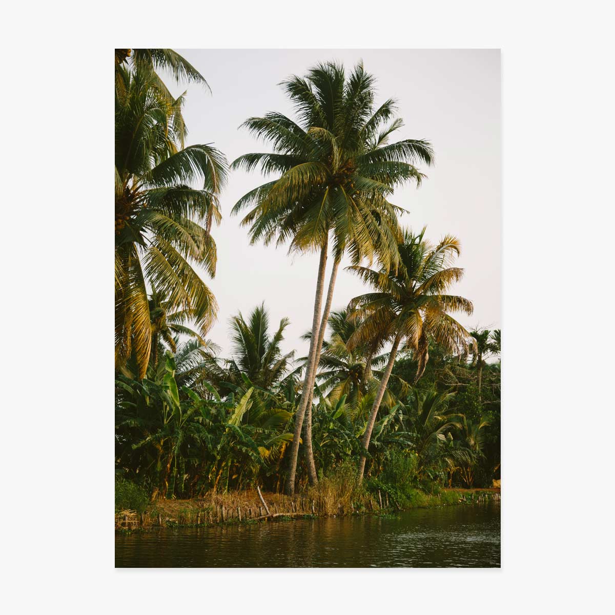Palm Trees Poster
