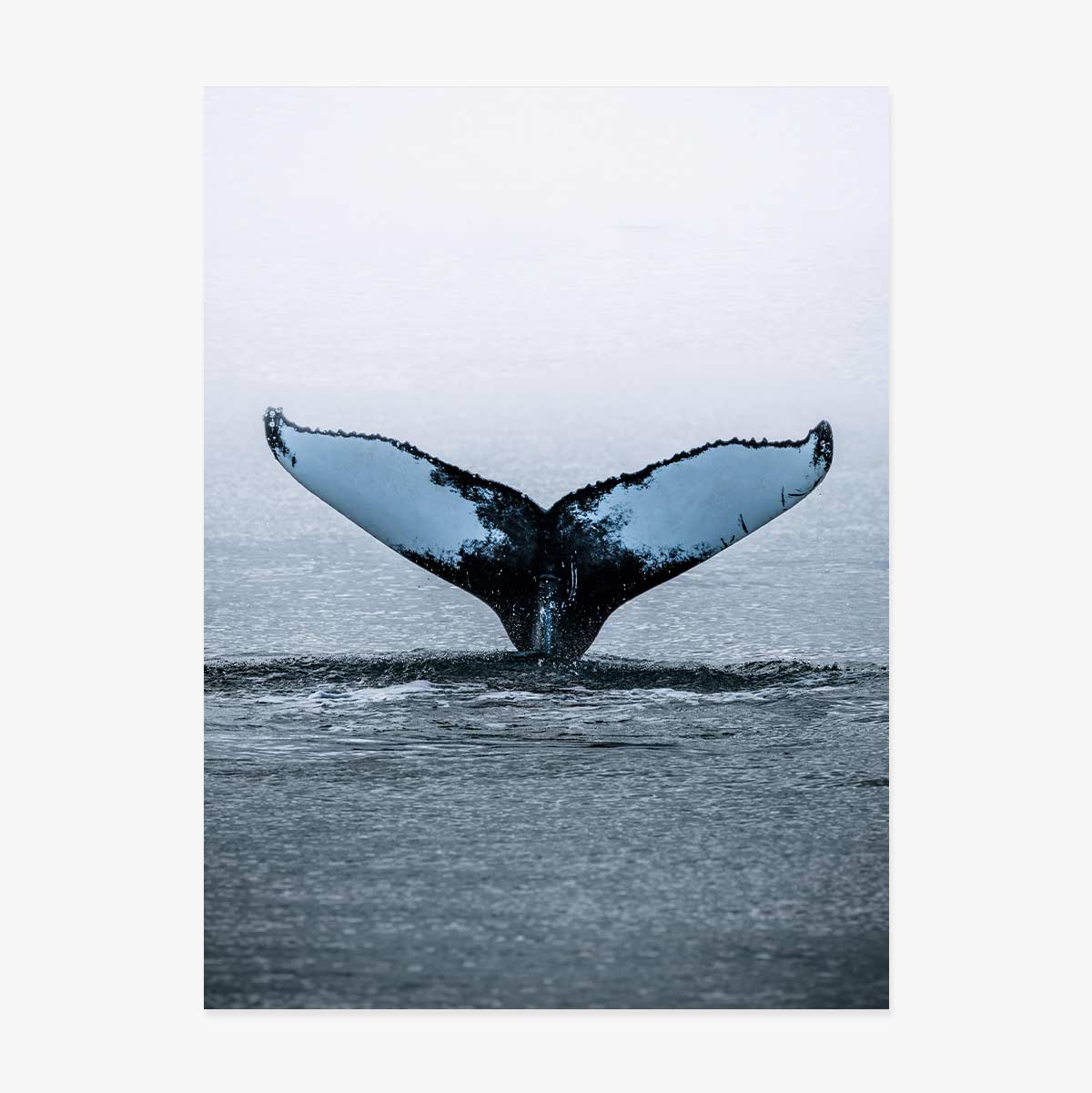 Plakát „Whale Tail“
