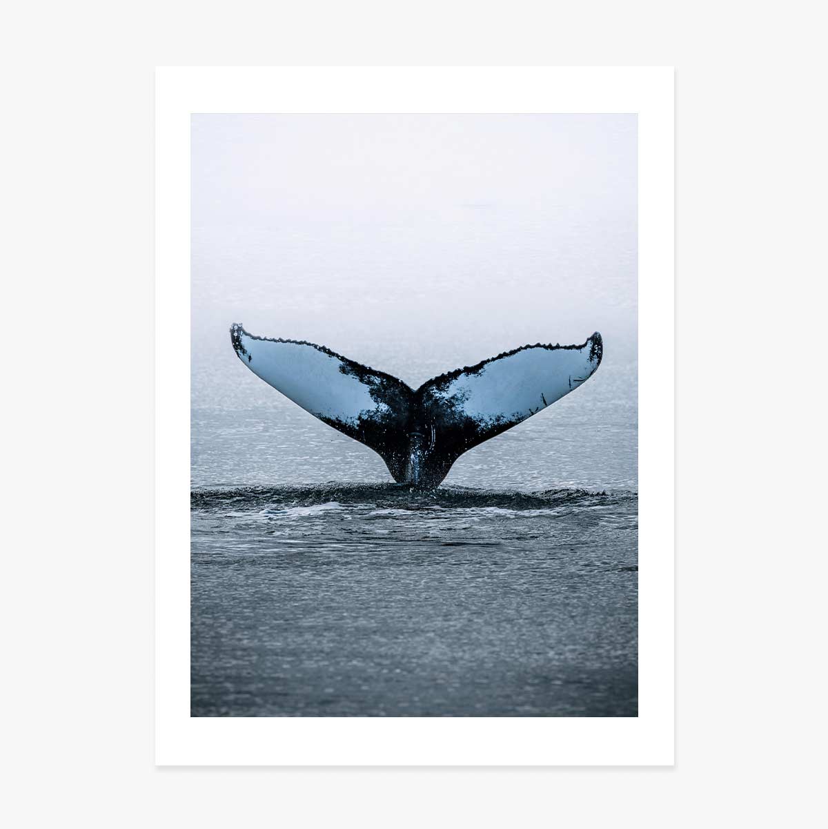 Plakát „Whale Tail“